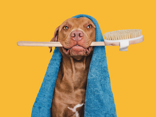 Cute brown dog, blue towel and washing brush. Grooming dog. Closeup, indoors. Studio photo. Concept...