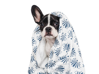 Cute puppy and white towel. Grooming dog. Close-up, indoors. Studio photo. Concept of care, education, obedience training and raising pets