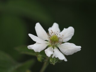 ブラックベリーの白い花