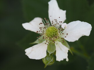 ブラックベリーの白い花