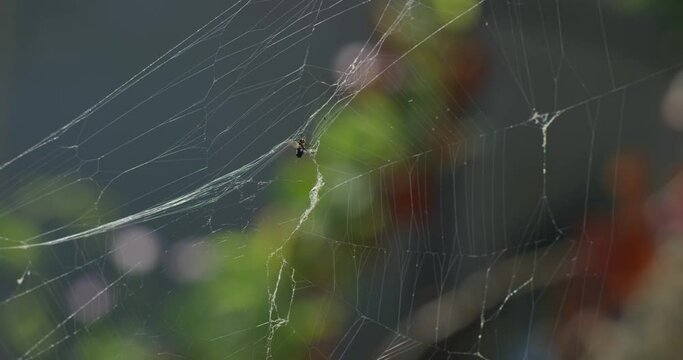 A fly entangled in a web among the trees in the forest.