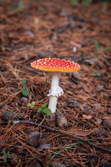 Inedible, poisonous mushroom is a red fly agaric. Beautiful forest background with a red mushroom close-up. 