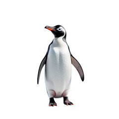 Fototapeta premium Penguin Glacier Antarctica