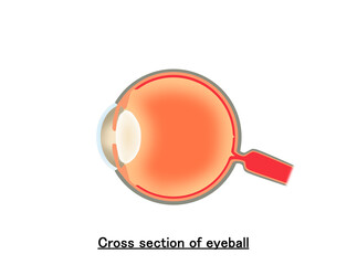 横から見た眼球断面図