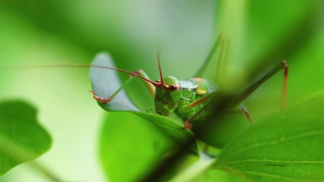 Close up of a Long horned grasshopper on leaf in natural habitat. Macro shot of locust in larval stage