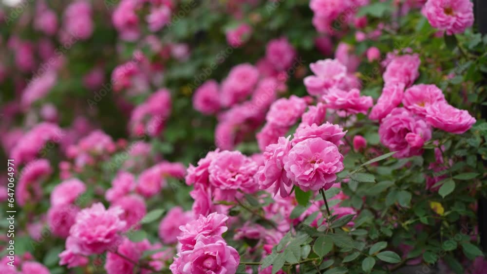 Canvas Prints Beautiful pink blooming buds or inflorescences of a climbing rose. close-up. Photo for a garden center or plant nursery catalog. Sale of green spaces