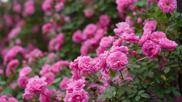 Beautiful pink blooming buds or inflorescences of a climbing rose. close-up. Photo for a garden center or plant nursery catalog. Sale of green spaces