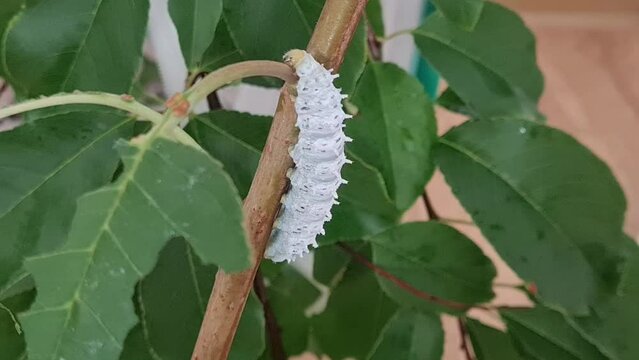 Close up ricini caterpillar climbing a cherry tree branch.