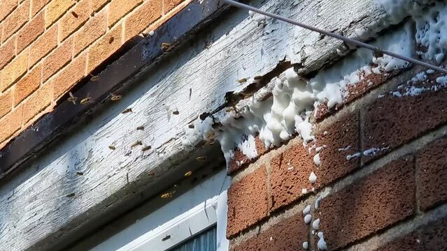 Angry wasp hive colony gathering around foam prevention spray on urban home exterior wall