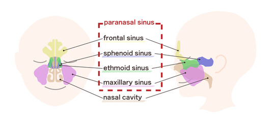 副鼻腔の図解イラスト