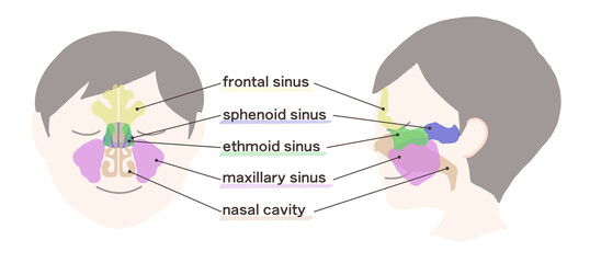 副鼻腔の図解イラスト