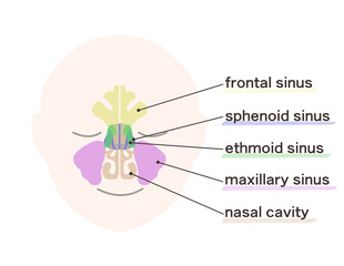 Fototapeta premium 副鼻腔の図解イラスト