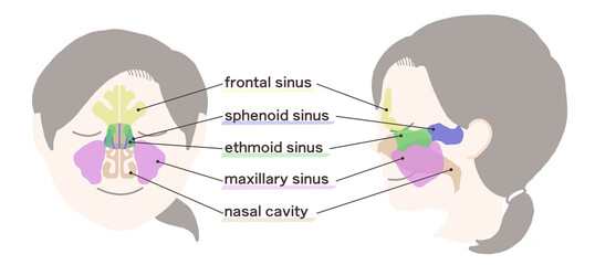 副鼻腔の図解イラスト