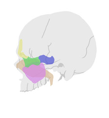 副鼻腔の図解イラスト