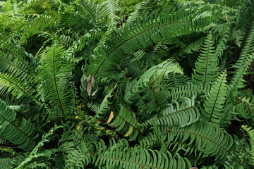 Fototapeta na wymiar green fern plant inside tropical forest in early morning