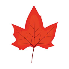 maple leaf vector, flat maple leaf icon.