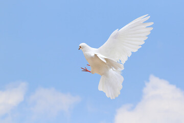 Beautiful of White dove flying in the sky. White dove is the symbol of peace.