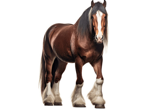 Clydesdale horse isolated on transparent background.