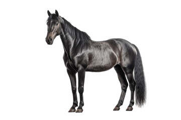 Holsteiner horse isolated on transparent background.