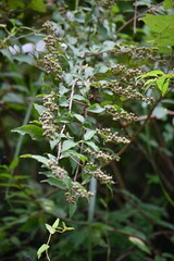 Deutzia crenata fruits. Hydrangeaceae deciduous shrub. Flowering season is from May to July, and bowl-shaped capsules with a style remaining at the tip are produced in September to October.