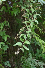 Deutzia crenata fruits. Hydrangeaceae deciduous shrub. Flowering season is from May to July, and bowl-shaped capsules with a style remaining at the tip are produced in September to October.