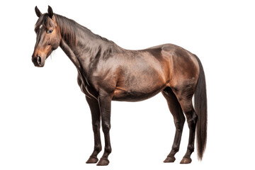 Oldenburg horse isolated on transparent background.