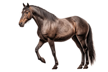 Paso Fino horse isolated on transparent background.