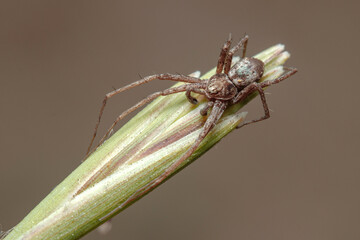 Running crab spider, Philodromus sp., waiting for preys at the top of a plant