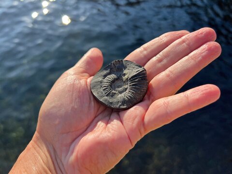 Shaligram is a fossilized stone or ammonite collected from the riverbed or banks of the Kali Gandaki in Nepal. 