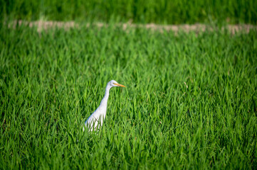 Graceful Egret Feeding in Verdant Rice Fields. Scenery of rice fields in Zhunan Town, Miaoli County. Taiwan