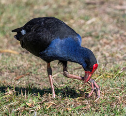Australasian Swamphen