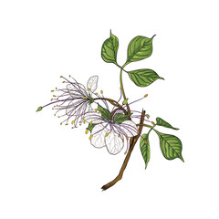 Crateva religiosa botanical flower vector illustration