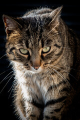 Portrait of a cat, head with a big green eyes
