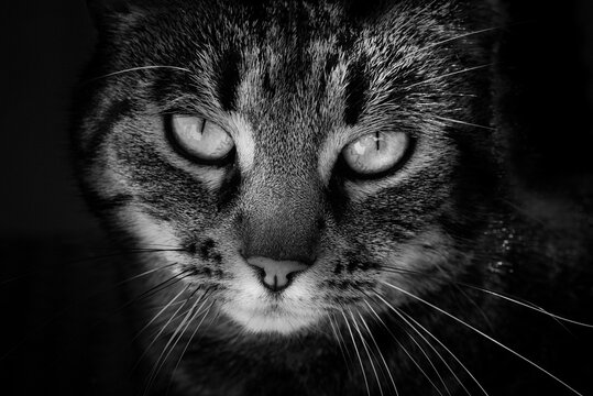 Black and white portrait of a cat, head of a cat