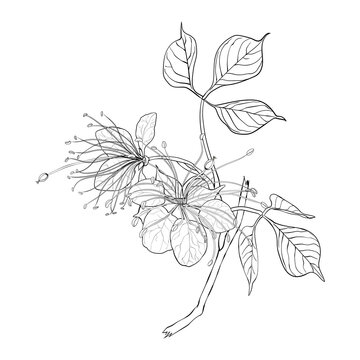 Crateva religiosa botanical flower vector illustration