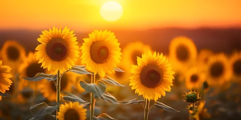 Wandcirkels plexiglas sunflower field in the morning,,,,,,. A blossoming sunflower flower close-up stock phot © Muhammad