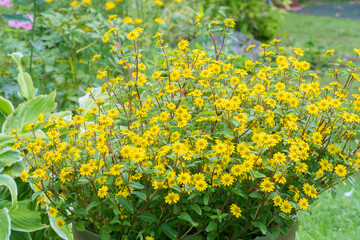 Fototapeta premium Beautiful annual ornamental flowering plant in a large pot yellow Sanvitalia.
