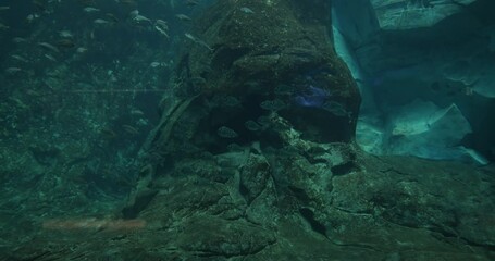 Gray fishes in shallow water of coral reef in aquarium or in sea. Beautiful underwater world