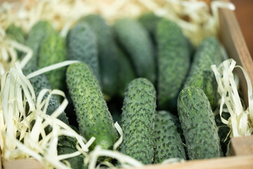 Cucumber farm. Fresh harvest of cucumbers collected in a basket. Growing cucumbers in a greenhouse. Cucumbers ripened in a greenhouse.