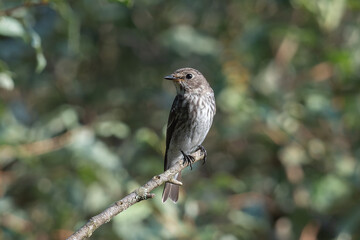 エゾビタキの渡り