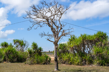 Fototapeta premium dry tree in the desert, dry tree near the beach, dry trees and a very sunny day, dry season, dry tree without leaves