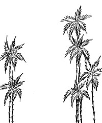 Fototapeta na wymiar on a white background, a black outline of palm trees in the form of a frame