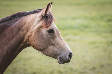 Obraz premium Pferd / Pony