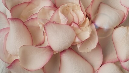 Closeup shot of many beautiful rose petals and soap bubbles background. Advertising area, template.