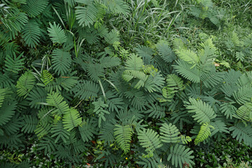 green fern plant inside tropical forest in early morning
