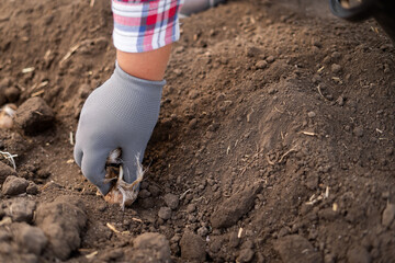 Farmer in gloves planting crocus bulbs in the soil. Planting saffron concept