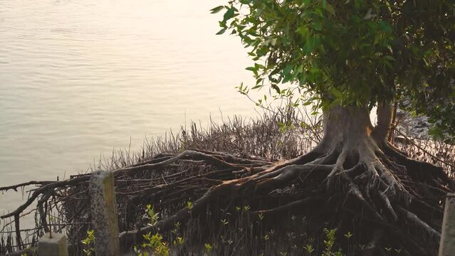 Mangrove tree with roots visible on the river bank of datta river in Bay of Bengal in India