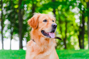 Portrait of Golden labrador dog sitting on the grass against the background of a green forest.Summer day.Closeup.