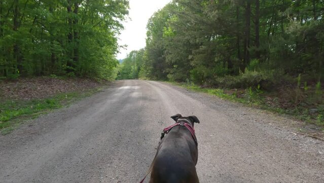 Follow Shot of a Beautiful Brown Brindle Boxer Dog Walking Along a Gravel Road Through a Forest.