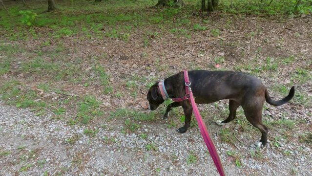 Beautiful Brown Brindle Boxer Dog Walks on a Leash Along a Trail Through a Forest.  Slow Motion, 4k.